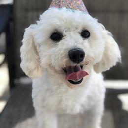 Elsa - Poodle