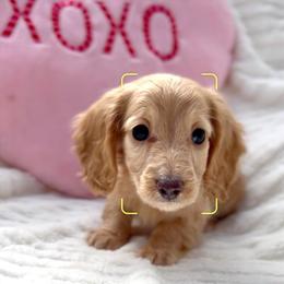 Boy 1 - Cream male Dachshund puppy in Santee, California from Miniweeniedoxies