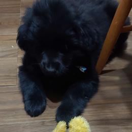 ( Chewy) blue collared male - Dark golden male Golden Retriever puppy in Fowlerville, Michigan from Gratz Kennels