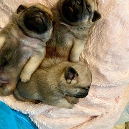 Pug Puppies from Pickwick Pugs