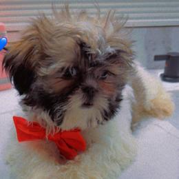 Whiskey - Tricolor male Shih Tzu puppy in San Tan Valley, Arizona from Pretty Paws Shih Tzu's
