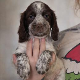 Hoku - Liver white and roan male English Springer Spaniel puppy in Florida from Thunderbird Springers