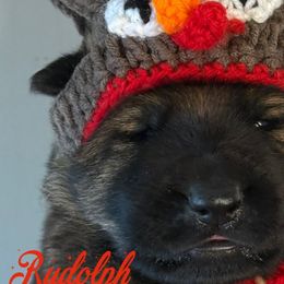 Rudolph - Sable male German Shepherd puppy in Canterbury, Connecticut from Nachtwaechter German Shepherds, LLC