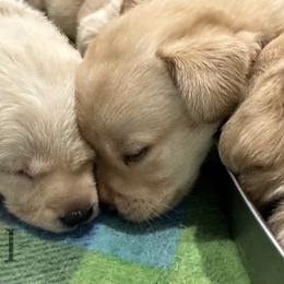 Labrador Retriever Puppies from Tag Hollow