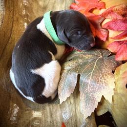 German Shorthaired Pointer Puppies from The W5 Ranch