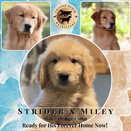 Orange Collar - Golden male Golden Retriever puppy in Fair Oaks, California from Twisted Ranch Retrievers
