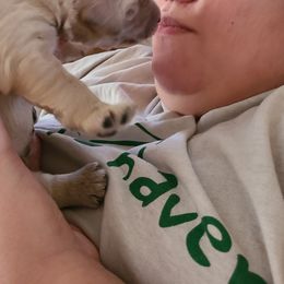 Goldendoodle Puppies from Pearl's Puppies LLC