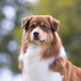 Nelson - Australian Shepherd