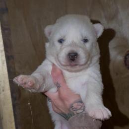 Girl 3 - White female Siberian Husky puppy in Iron River, Wisconsin from Wiemeri Siberians