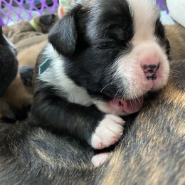 Boxer Puppies from Primo Amore Boxers
