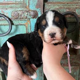Girl 2 - Black rust and white female Bernese Mountain Dog puppy in Altura, Minnesota from Bluffside Berners