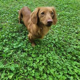 Cherri - Dachshund