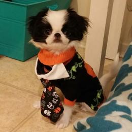 Japanese Chin Puppies from KaLor Japanese Chin