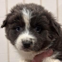 Mercy - Dilute blue female Australian Shepherd puppy in Canton, Mississippi from Haven Farms Australian Shepherds
