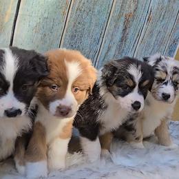 Australian Shepherd Puppies from Winsome Aussies