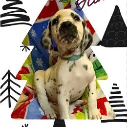 Glinda AKC LUA - White and black female Dalmatian puppy in Las Vegas, Nevada from 101 Dew Dream Valley Dalmatians