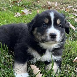 Australian Shepherds from Greight Aussies