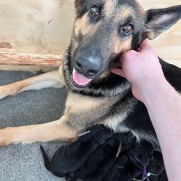 German Shepherd Puppies from German Shepherds