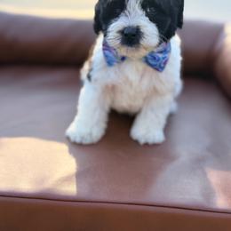 Little Bear - Black and chalk male Australian Labradoodle puppy in Calhoun, Louisiana from Arrowhead Australian Labradoodles