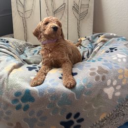 Goldendoodle Puppies from Daisy’s Doodles