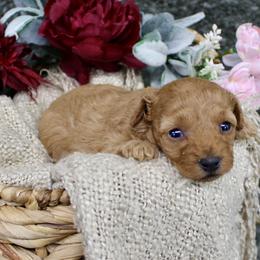 Rosie- AKC Mini Poodle Girl in NC - Red  female Poodle puppy in Stokesdale, North Carolina from His and Hers Poodles and Doodles