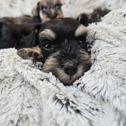 Samuel - Black and silver male Miniature Schnauzer puppy in Panama City, Florida from Emerald Coast Schnauzers