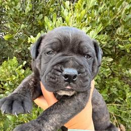 Mal - Fawn brindle female Bullmastiff puppy in San Antonio, Texas from Blushing Dawn Bullmastiffs