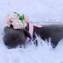 Dachshund Puppies from Dandy Doxies of KY