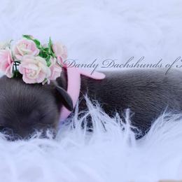 Dachshund Puppies from Dandy Doxies of KY