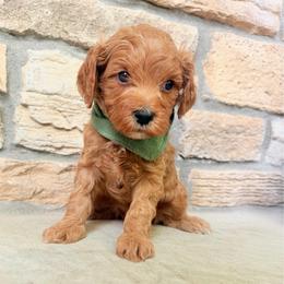 Cash - Apricot male Cavapoo puppy in Fort Lupton, Colorado from Puppy Paws Colorado