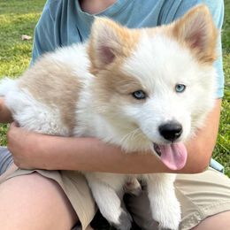 Apollo - Red and white male Pomsky puppy in Ravena, New York from Osiris’s Siberians & Pomskies