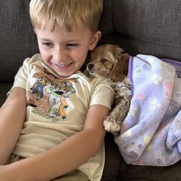 Cavapoo, Cockapoo, Goldendoodle, and Maltipoo Puppies from Perdue Puppies