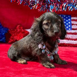 Buster - Brindle male Dachshund puppy in Lincoln, Arkansas from Red Dirt Dachshunds