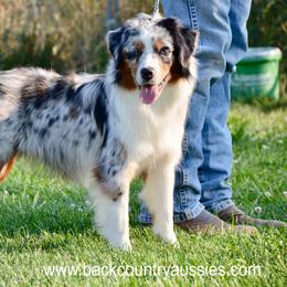 Pepper - Blue merle female Miniature American Shepherd puppy in Baker City, Oregon from Back Country Aussies