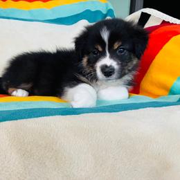Lewis (full tail) - Black tri male Miniature American Shepherd puppy in Olympia, Washington from Shamayim Acres ~ Miniature American Shepherds