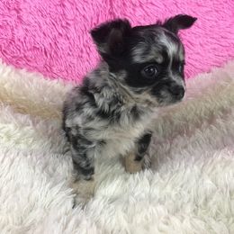 Chihuahua Puppies from Kim's Chi babies from Place of Grace