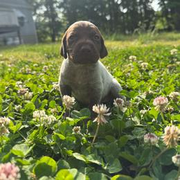 Sunny - Liver roan female German Shorthaired Pointer puppy in Axton, Virginia from Red Clay Kennels