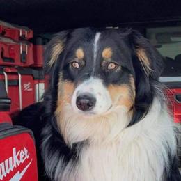 Finn - Australian Shepherd
