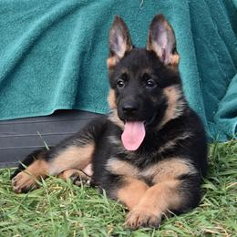 Lime - Black and red female German Shepherd puppy in Florissant, Colorado from Vom Dortmunder German Shepherds