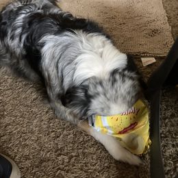 Australian Shepherds from Flying K-9 Connections