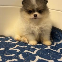 Rome - Blue merle male Pomeranian puppy in Newport Beach, California from Exotic City Pomeranians and chihuahuas