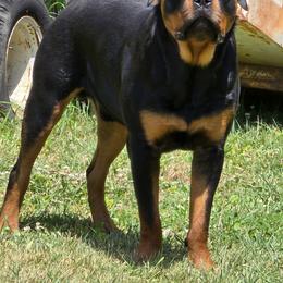 Rottweiler Puppies from Spoon River Rottweilers