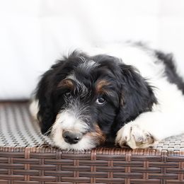 Bernedoodle Puppies from CBKB Bernedoodle’s