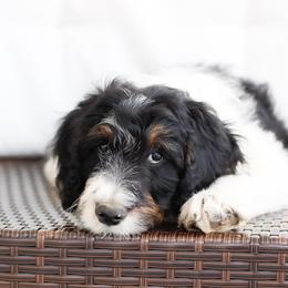 Bernedoodle Puppies from CBKB Bernedoodle’s