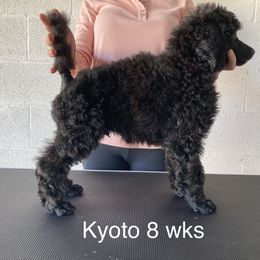 Poodle Puppies from Topsail Breeders