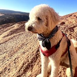 Goldendoodles from Doodle Dreams