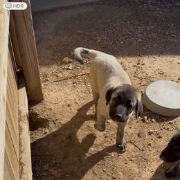 Mr. Dark Blue - Fawn male Anatolian Shepherd Dog puppy in Ozark, Missouri from Swan Falls Farm