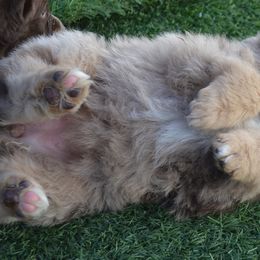Miniature Australian Shepherd Puppies from Battleborn Aussies and Bengals