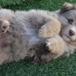 Miniature Australian Shepherd Puppies from Battleborn Aussies and Bengals