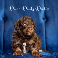 Aussiedoodle Puppies from Dani's Dandy Doodles